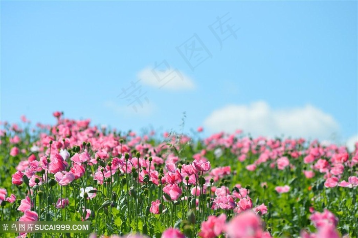 高清唯美粉色虞美人鲜花图片