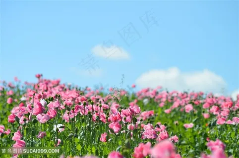 高清唯美粉色虞美人鲜花图片 高清唯美粉色虞美人鲜花图片