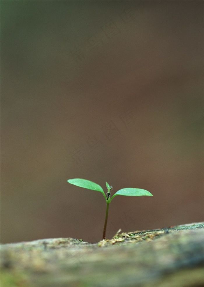 树木风景景观素材