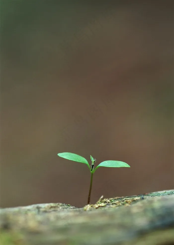 树木风景景观素材