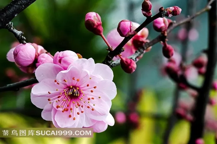 美丽腊梅花鲜花图片