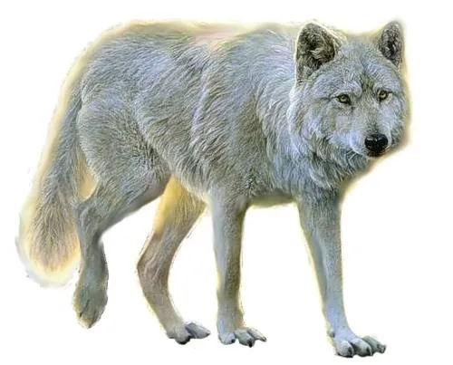 狼PNG图像，图片，下载免抠(1024x1024)