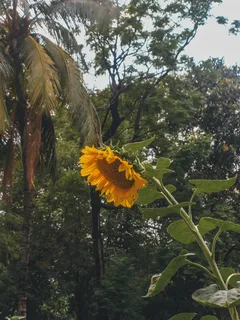 黄色向日葵摄影素材