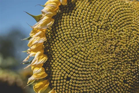 金黄色向日葵摄影