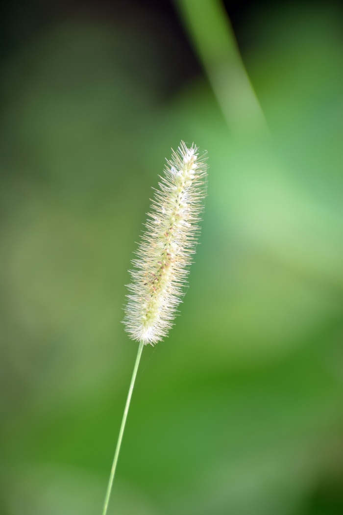 一根狗尾巴草摄影图片