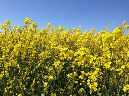 春天油菜花田高清图片 春天油菜花田高清图片