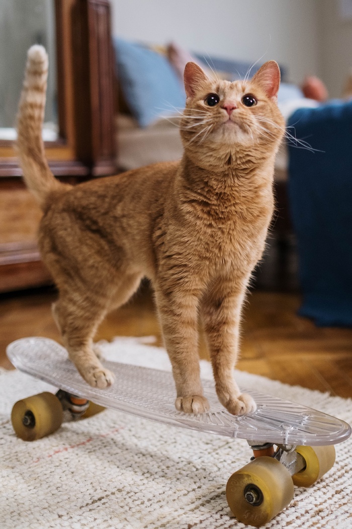 可爱猫咪猫猫摄影素材