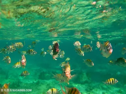 美丽的海底鱼高清图片