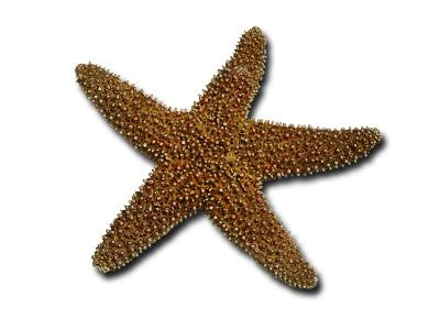 海星 PNG免抠(400x300)