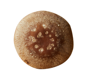 免抠元素摄影美食素材香菇