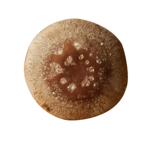 免抠元素摄影美食素材香菇