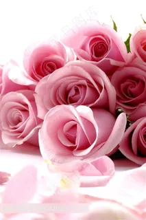 粉红色的玫瑰花 粉红色的玫瑰花