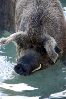 猪动物家畜畜生养猪农村牧场养殖黑猪