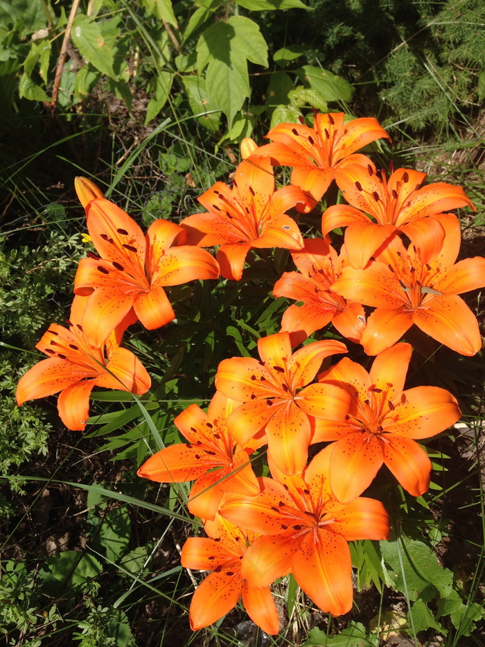 野生百合花图片