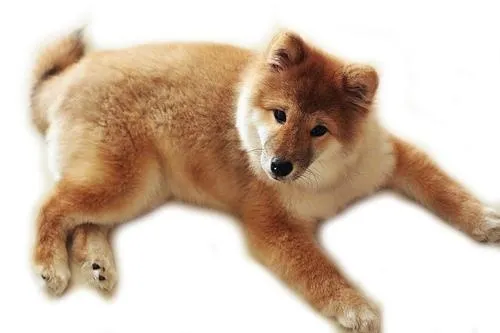 狗 PNG免抠(500x333)