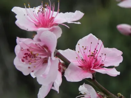 梅花枝绽放梅花图片 梅花枝绽放梅花图片