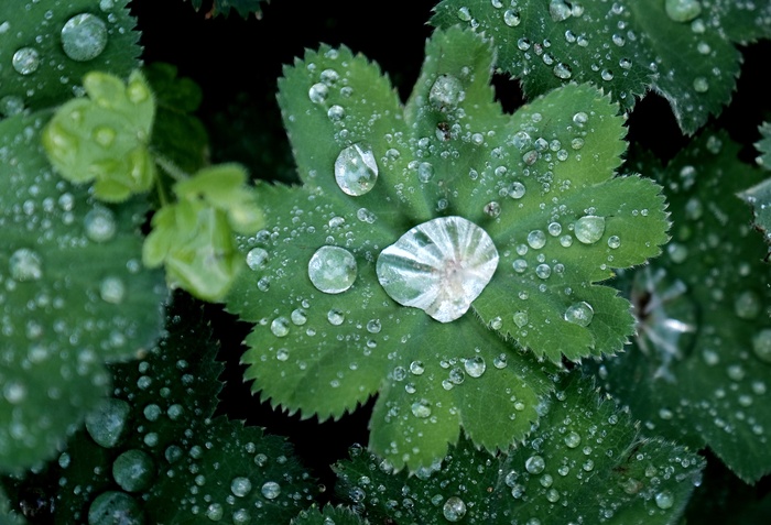 绿叶雨滴图片