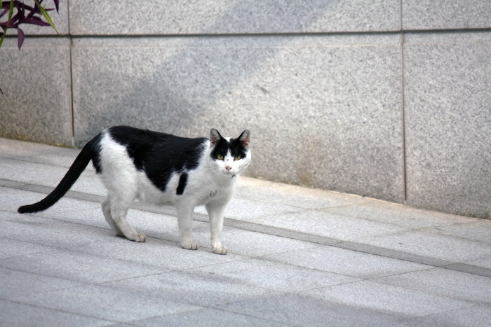 黑白毛色小猫图片