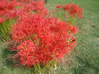 野生彼岸花图片