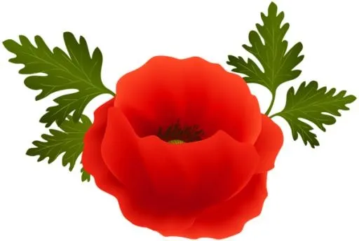 罂粟花 PNG免抠(600x404)