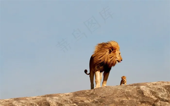 雄狮子与狮宝宝亲子照片