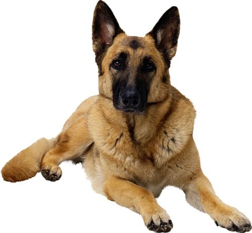 德国牧羊犬 PNG免抠(500x463)