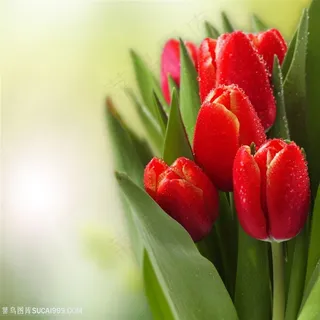 高清唯美水珠红色郁金香花束鲜花图片 高清唯美水珠红色郁金香花束鲜花图片