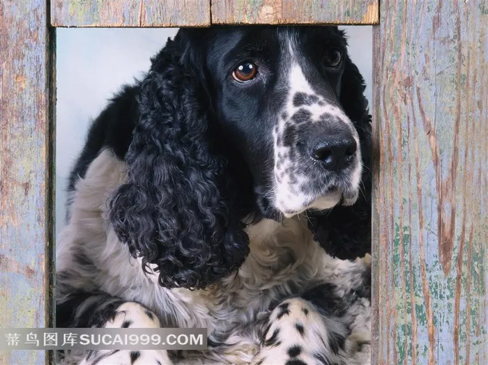 爬在窗子上的花狗摄影素材