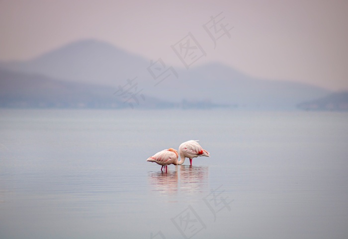 火烈鸟鸟湖动物涉水禽鸟水禽
