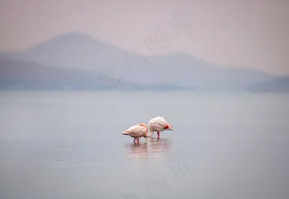 火烈鸟鸟湖动物涉水禽鸟水禽