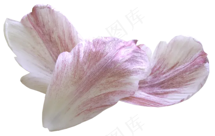 花瓣花朵免扣图片 