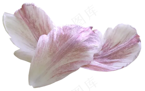花瓣花朵免扣图片 