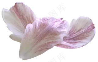 花瓣花朵免扣图片 