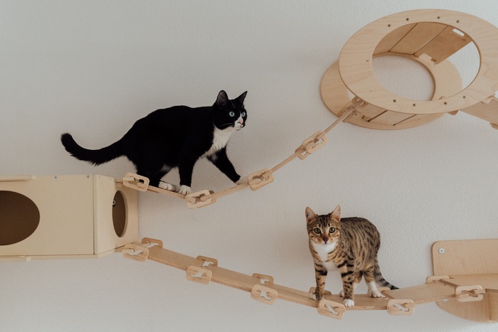 可爱猫咪猫猫摄影素材