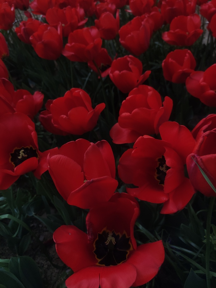 “赏花季”