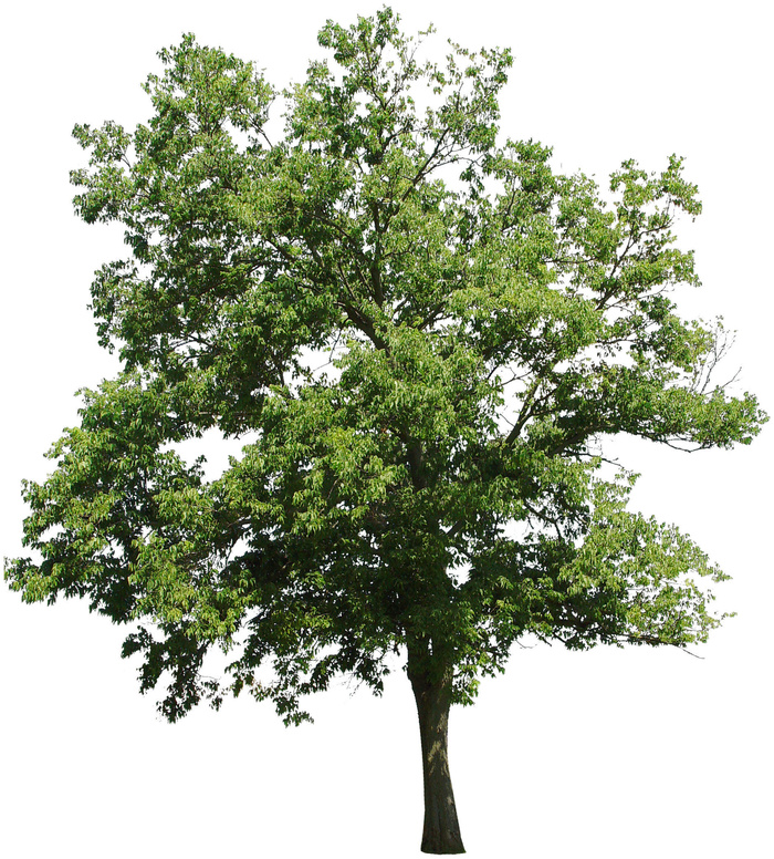 高清树木素材 免抠PSD植物素材 美术绘画园林贴图 树草灌木花草