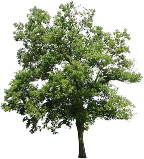 高清树木素材 免抠PSD植物素材 美术绘画园林贴图 树草灌木花草 高清树木素材 免抠PSD植物素材 美术绘画园林贴图 树草灌木花草