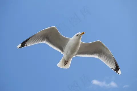 高空飞翔海鸥图片 高空飞翔海鸥图片
