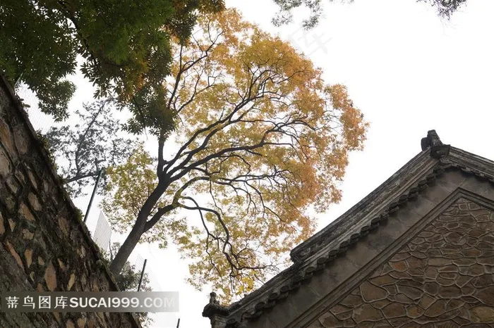 中国建筑树木景观