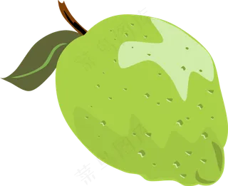 番石榴免抠素材 (15)