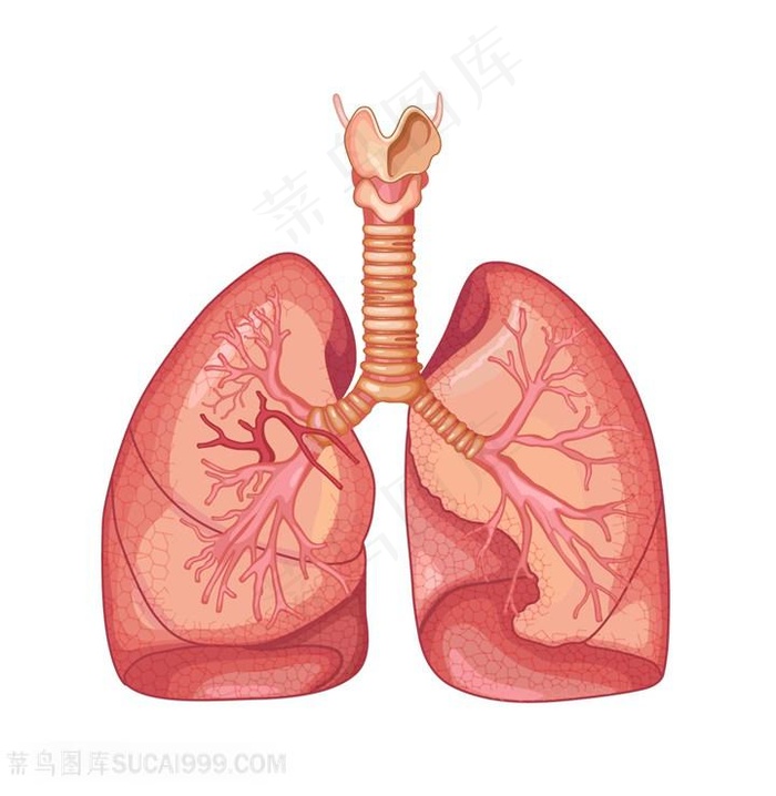 创意肺图片素材人体器官图