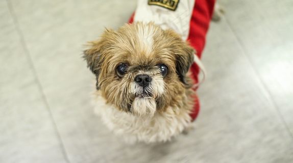 西施宠物狗图片