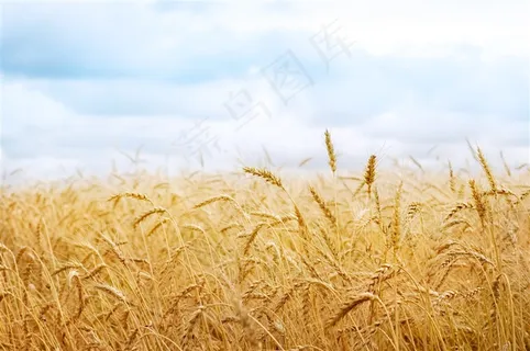 成熟的麦田图片素材