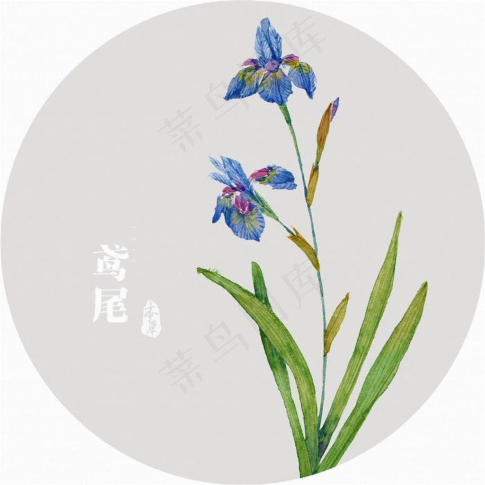 插画植物花鸢尾花