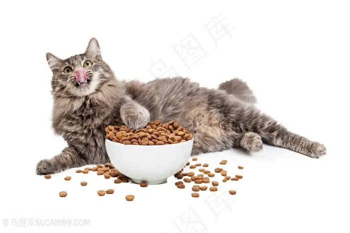 贪吃的肥猫高清图片