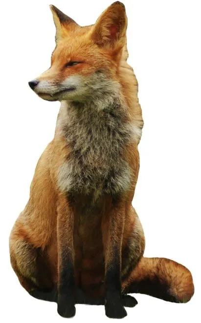 狐狸 PNG免抠(411x662)