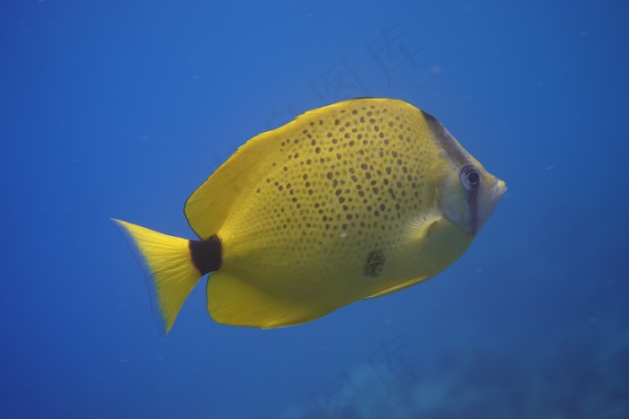 海洋黄色鱼图片