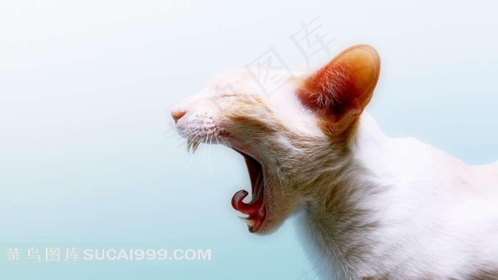 吼叫的猫咪侧面
