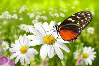 花朵上的蝴蝶写真