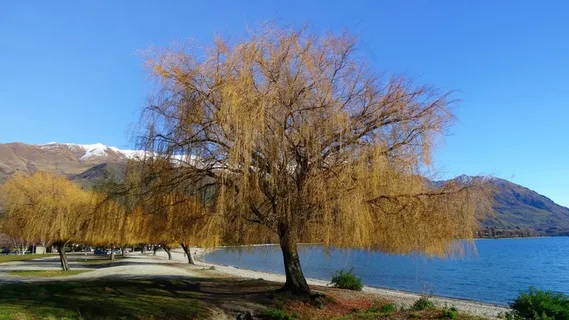 湖边树木景观图片 湖边树木景观图片